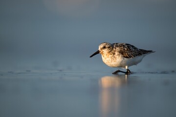 Sanderling bird walks in the shallow water