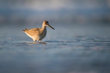 Willet walking in the shallow water along the surf line at a sandy beach in the morning sunlight