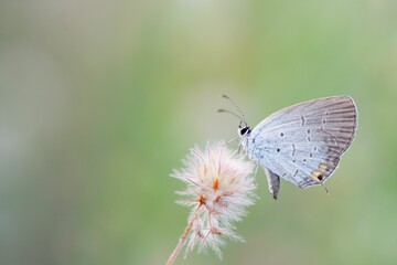 Shallow focus shot of a butterfly on a flower
