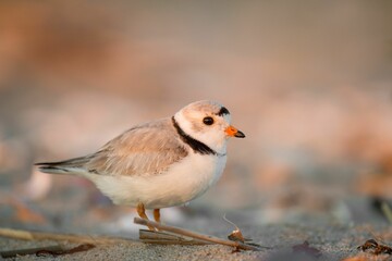 Closeup of a piping plover perched on the sandy shore