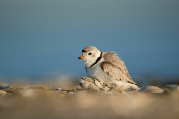 Piping plover perched on the sandy shore