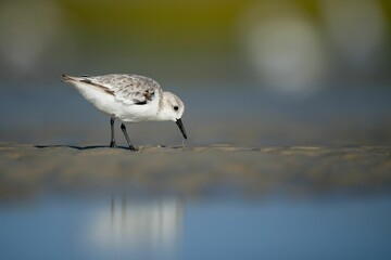 Sanderling searching for food at the sandy shore