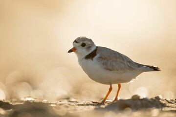 Closeup of a piping plover perched on the sandy shore