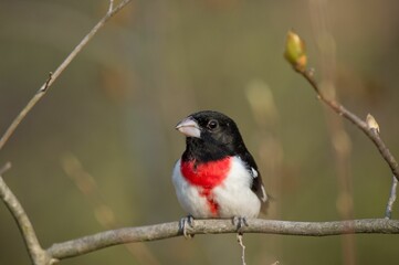 Closeup of a rose-breasted grosbeak perched on the tree branch