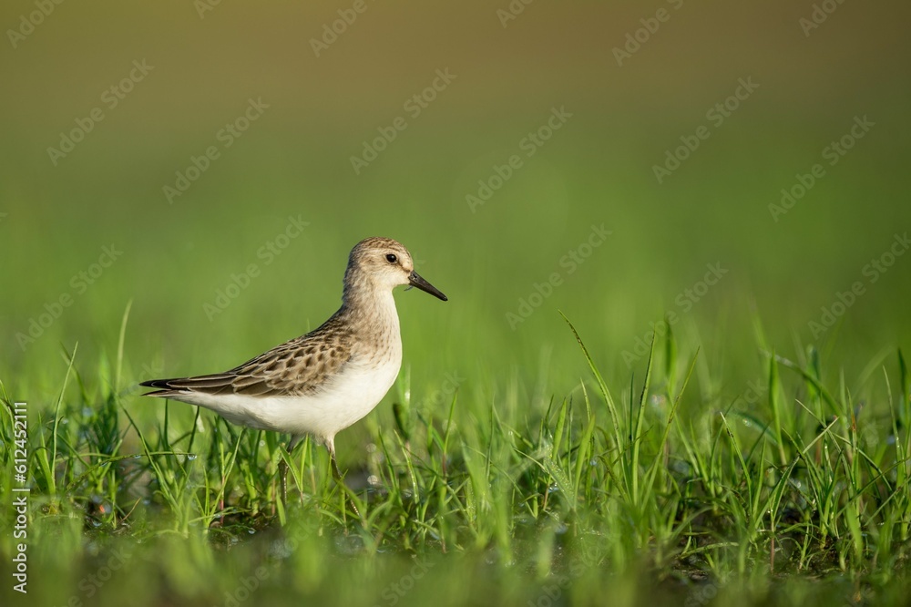 Sticker semipalmated sandpiper perched on the green field