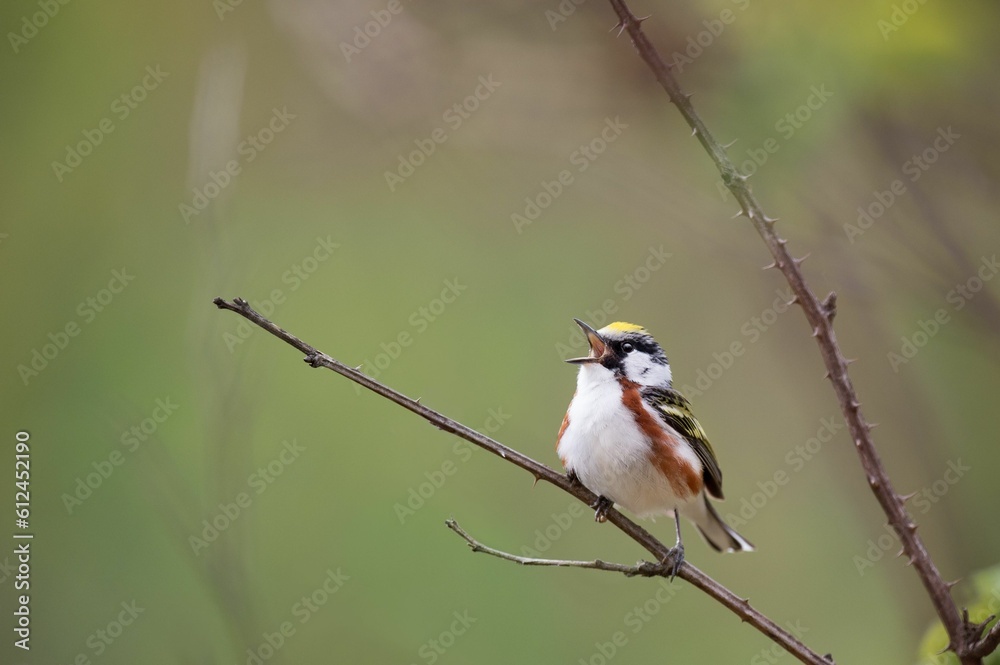 Sticker Small chestnut-sided warbler perched on a tree branch