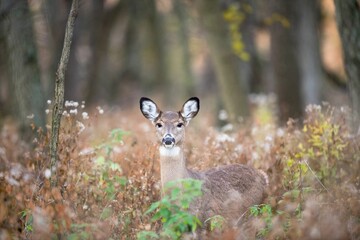 Whitetail deer in the dreamy autumn forest