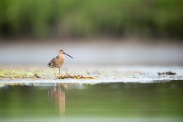 Short-billed dowitcher perched at the shore of a lake