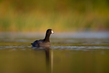 Black American coot bird swimming on the lake
