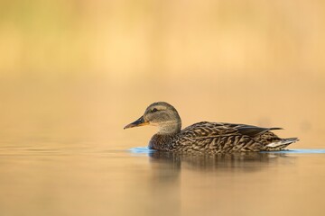 Gadwall duck swimming on the lake water