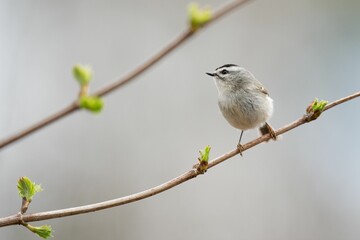 Closeup shot of a golden-crowned kinglet bird