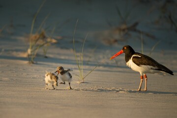 Closeup shot of an American Oystercatcher bird with its babies