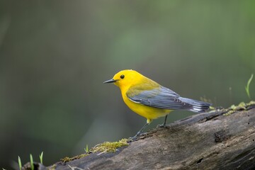 Yellow prothonotary warbler perched on the tree branch