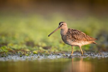 Short-billed dowitcher hunting at the shore