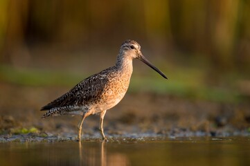 Closeup shot of a Short-Billed Dowitcher bird