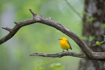 Closeup shot of a perched Prothonotary Warbler bird
