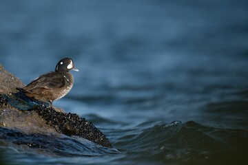 Closeup shot of a Harlequin duck on the shore
