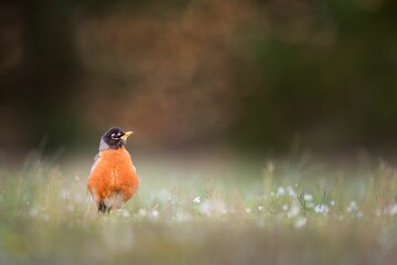 Closeup shot of an American Robin bird
