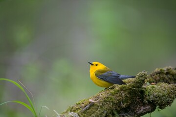 Yellow prothonotary warbler perched on the green mossy tree branch