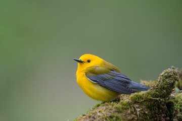 Beautiful shot of a prothonotary warbler