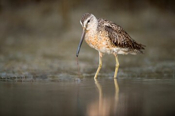 Beautiful shot of a short-billed dowitcher