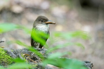 Eastern phoebe with a large caterpillar in its beak perched on a rock