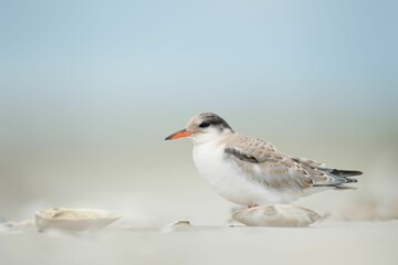Beautiful shot of a sternidae