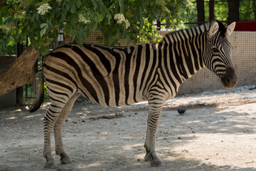 Fototapeta na wymiar Plains zebra (Equus quagga, formerly Equus burchellii), also known as the common zebra. Animal life in the zoo.