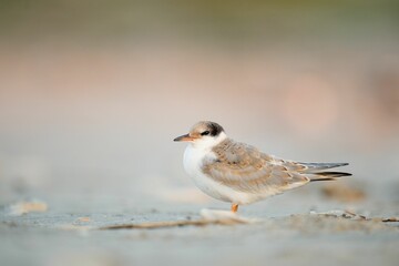 Common tern bird perched on the sandy shore