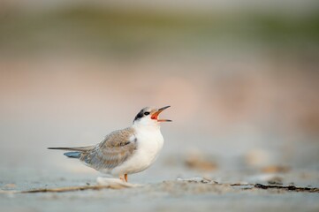 Common tern bird perched on the sandy shore