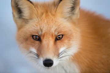 Naklejka na ściany i meble Portrait of a beautiful Ezo red fox