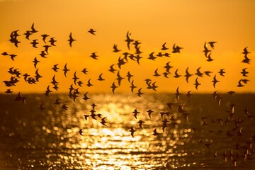 Sandpiper birds flying over the sea at a bright orange sunset