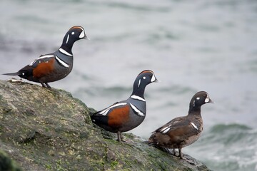 Fototapeta premium Harlequin ducks perched on the mossy rock at the shore
