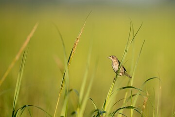 Henslow's sparrow perched on the green grass