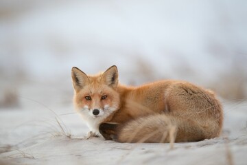 Beautiful Ezo red fox laying on the sand