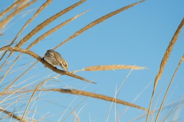 Savanna sparrow perched on the wheat on the background of blue sky
