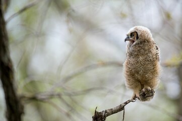 Tawny owl perched on the tree branch against the blurry background