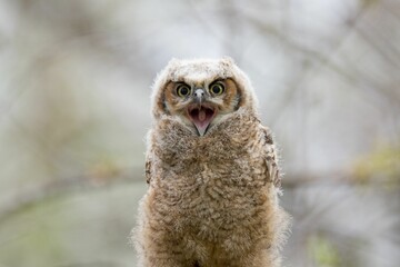 Portrait of a screaming tawny owl on the blurry background of branches