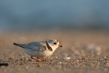 Closeup shot of a Piping Plover bird