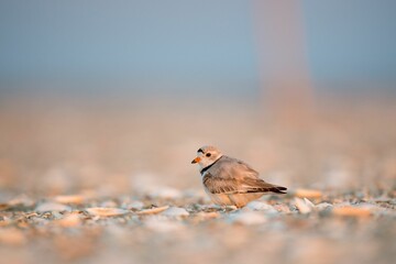 Piping plover perched on the sandy shore at sunset