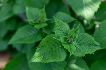 Verbena flower buds with large green leaves.
