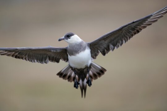 Beautiful shot of a Long-tailed jaeger isolated on a blurred background in Svalbard, Norway