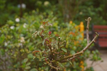 Naklejka premium stick insect on a cut rose