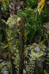 succulents growing on stumps