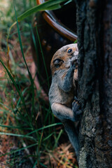 yucatan baby squirrel peek behind the birch trunk, springtime, mexico