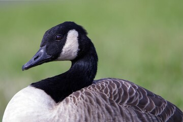 Canada goose (Branta canadensis) on the meadow, close-up