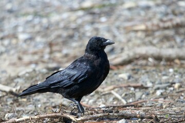 Rook (Corvus frugilegus) in the woods