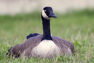Canada goose (Branta canadensis) on the meadow
