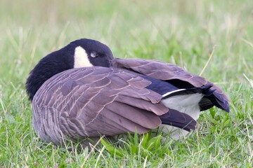 Canada goose (Branta canadensis) on the meadow, close-up