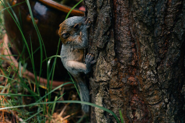 yucatan baby squirrel peek behind the birch trunk, springtime, mexico